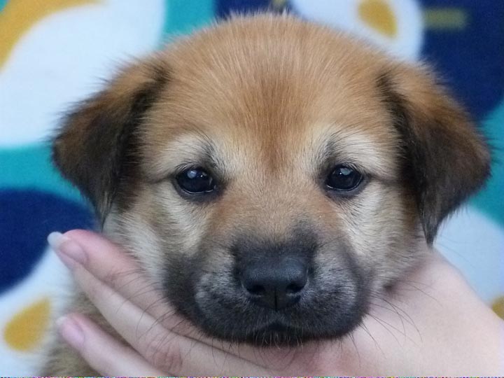 chinook puppy